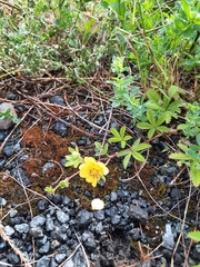 Potentilla reptans