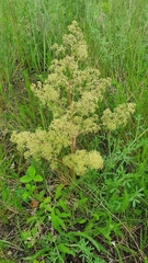 Trinia multicaulis