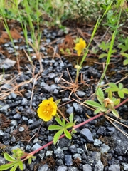 Potentilla reptans