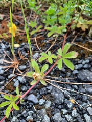 Potentilla reptans