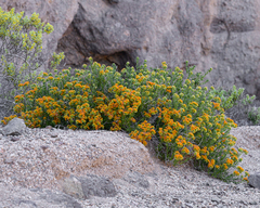 Heliotropium linariifolium