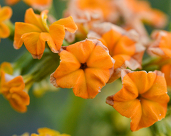 Heliotropium linariifolium