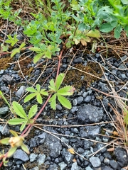 Potentilla reptans