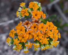 Heliotropium linariifolium