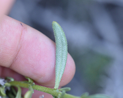 Heliotropium linariifolium