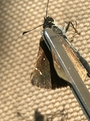 Piruna pirus