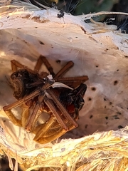 Cheiracanthium punctorium