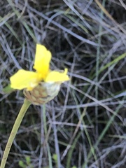 Xyris ambigua