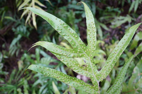 Microsorum scolopendria image