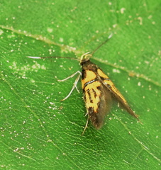 Schiffermuelleria schaefferella