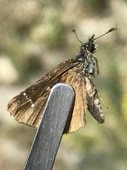 Piruna pirus