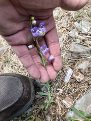 Penstemon neomexicanus