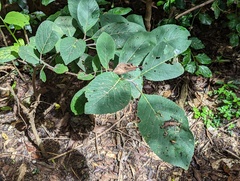 Ehretia dicksonii