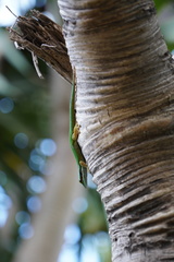 Phelsuma inexpectata