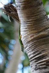 Phelsuma inexpectata