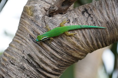 Phelsuma inexpectata