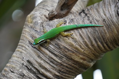 Phelsuma inexpectata