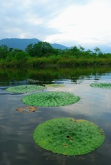 Cladium mariscus mariscus