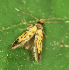 Schiffermuelleria schaefferella