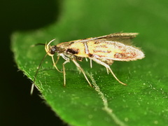 Schiffermuelleria schaefferella