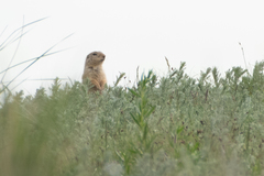 Spermophilus relictus