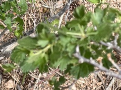 Physocarpus monogynus