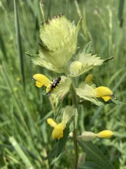 Capsodes