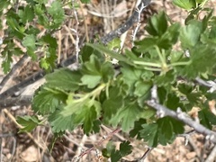Physocarpus monogynus