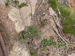 Physocarpus monogynus