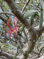 Plicosepalus amplexicaulis