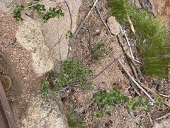 Physocarpus monogynus