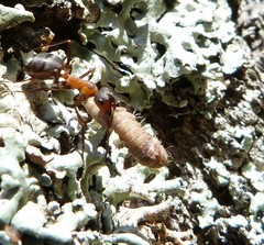 Bena bicolorana