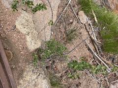 Physocarpus monogynus