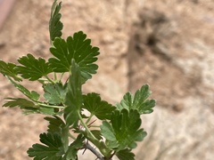 Physocarpus monogynus