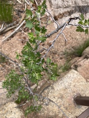 Physocarpus monogynus