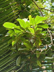 Manilkara bidentata