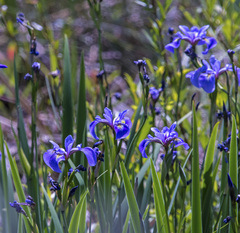 Iris versicolor