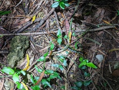 Scolopendra mutilans