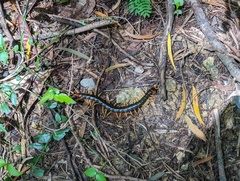 Scolopendra mutilans