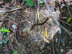 Scolopendra mutilans