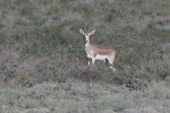 Gazella subgutturosa