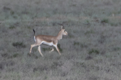 Gazella subgutturosa