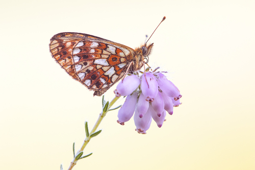 Eurasian Silver-bordered Fritillary, 8421 Oldeberkoop, Nederland, photo 9 of 10