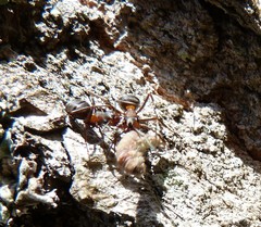 Bena bicolorana