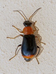 Ebaeus battonii