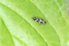 Mompha sturnipennella