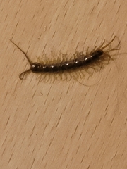 Lithobius forficatus