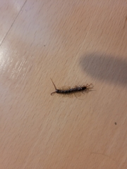 Lithobius forficatus