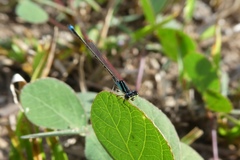 Ischnura capreolus
