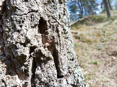 Bena bicolorana